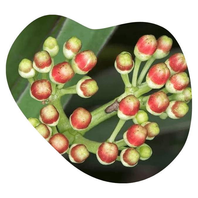 univala testosterone booster ingredients13