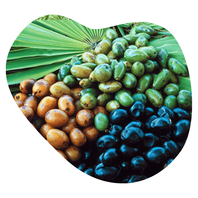 univala testosterone booster ingredients15