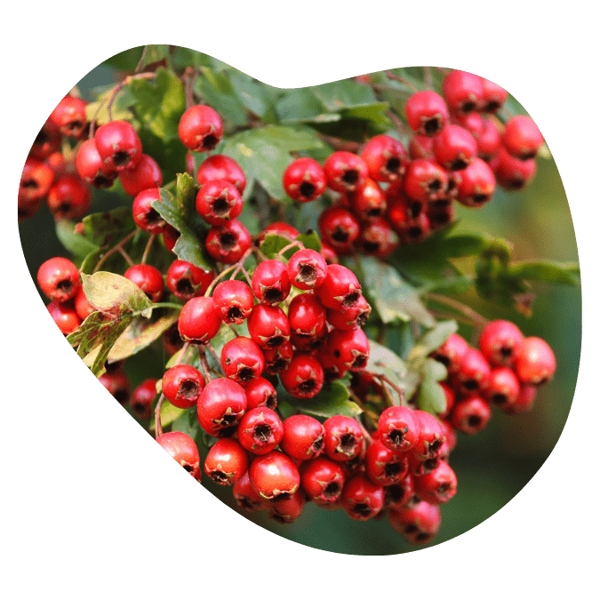 univala testosterone booster ingredients16