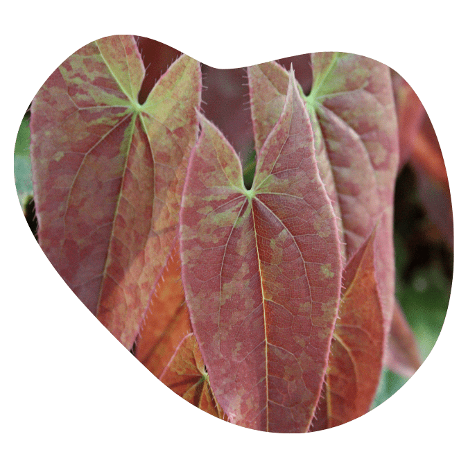 univala testosterone booster ingredients17