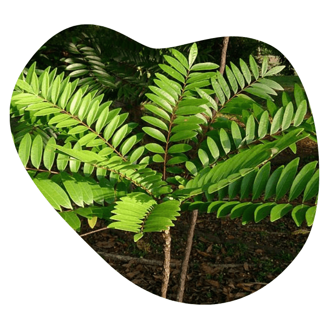 univala testosterone booster ingredients22