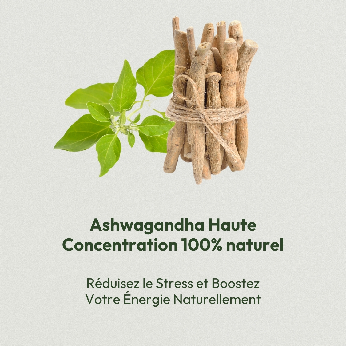 Ashwagandha Haute Concentration 3000 mg 5 Ashwagandha Haute Concentration 3000 mg – Image 5