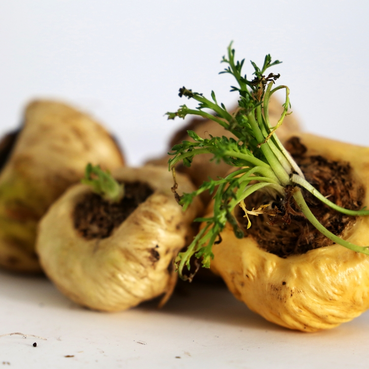 Product images Moringa flavor 1 1